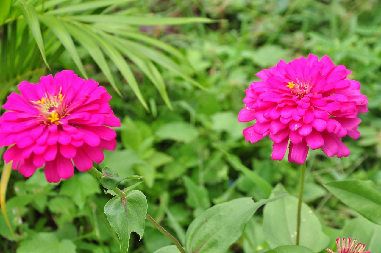 Sigiriya Amenity Home Stay 외부 사진